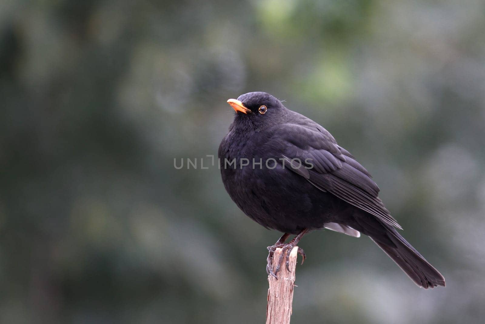 Turdus merula - The blackbird
