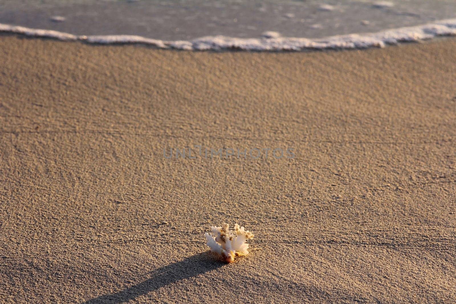 The Flotsam