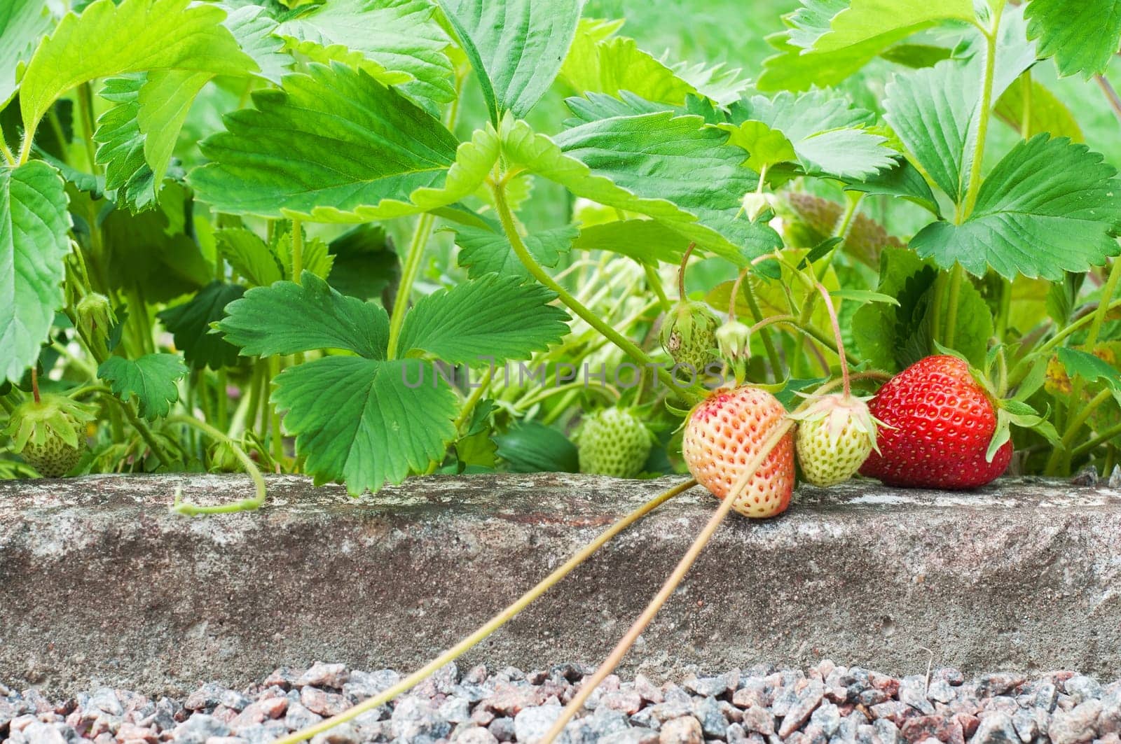 Strawberries with tendrils growing in the garden bed