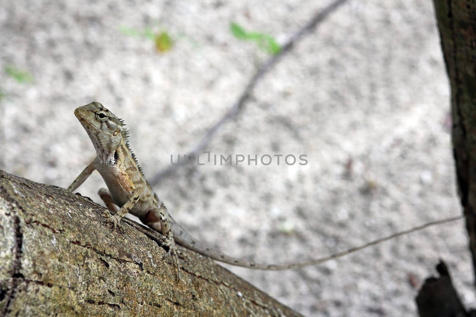 Lizard (neck prickler) in the Maldives