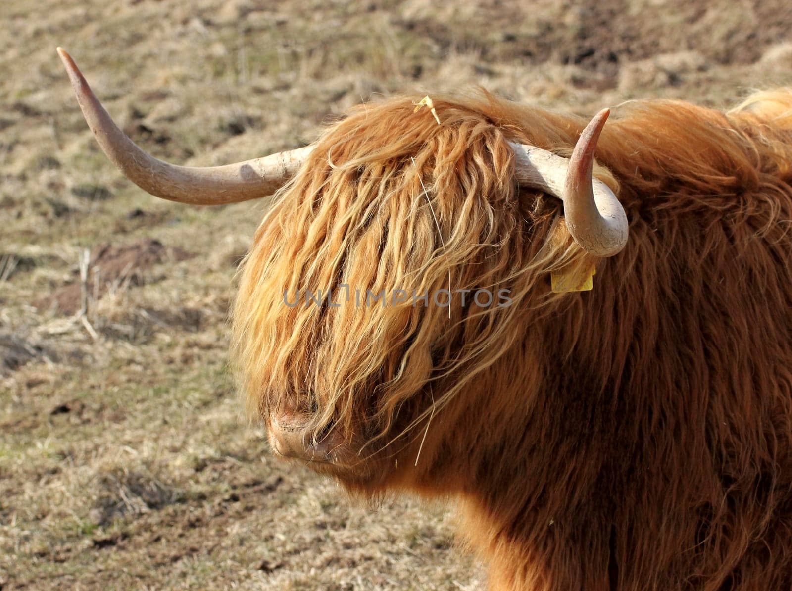 Scottish Highland cattle