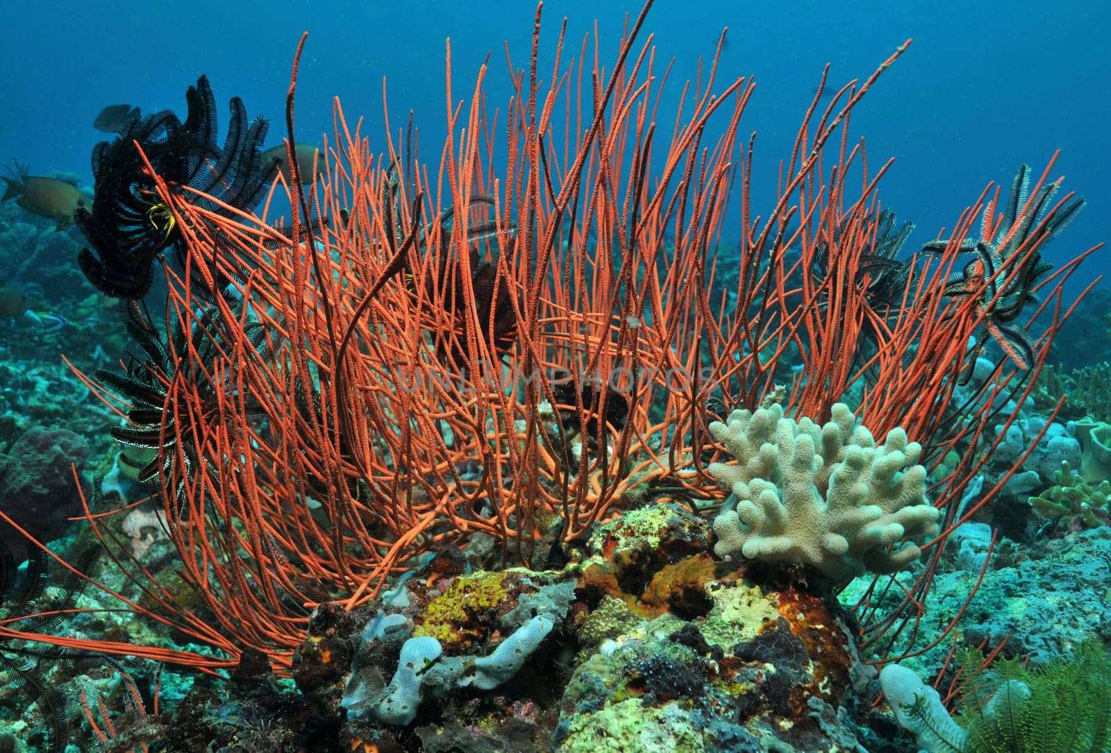 Whip corals in a reef of Sulawesi