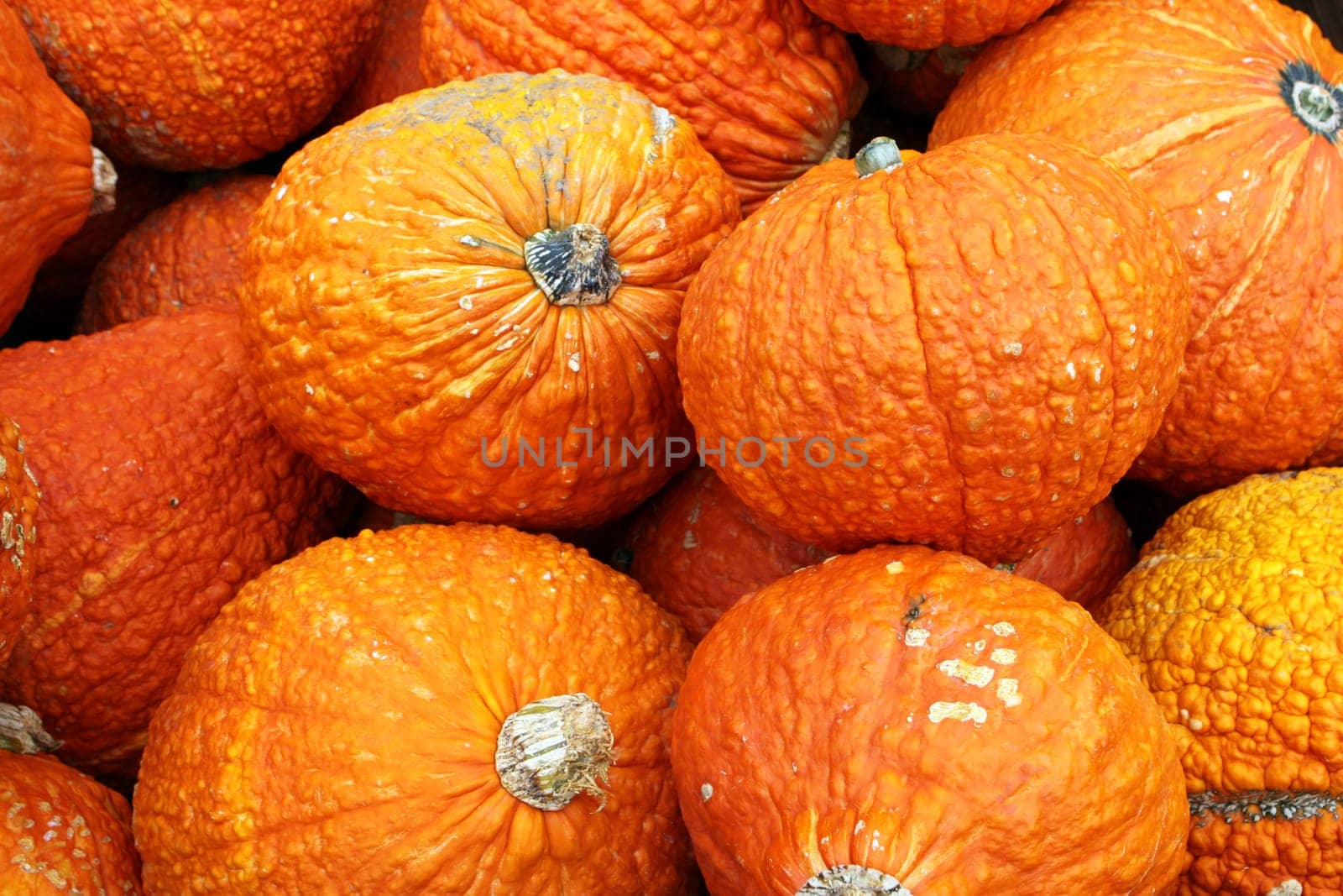 Gourds