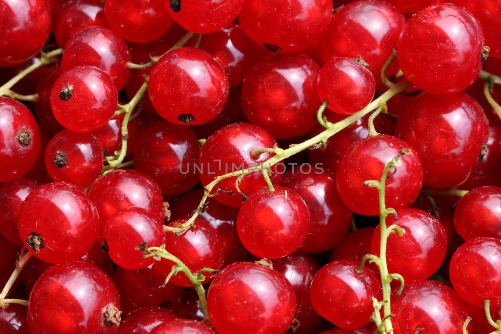 Red currants