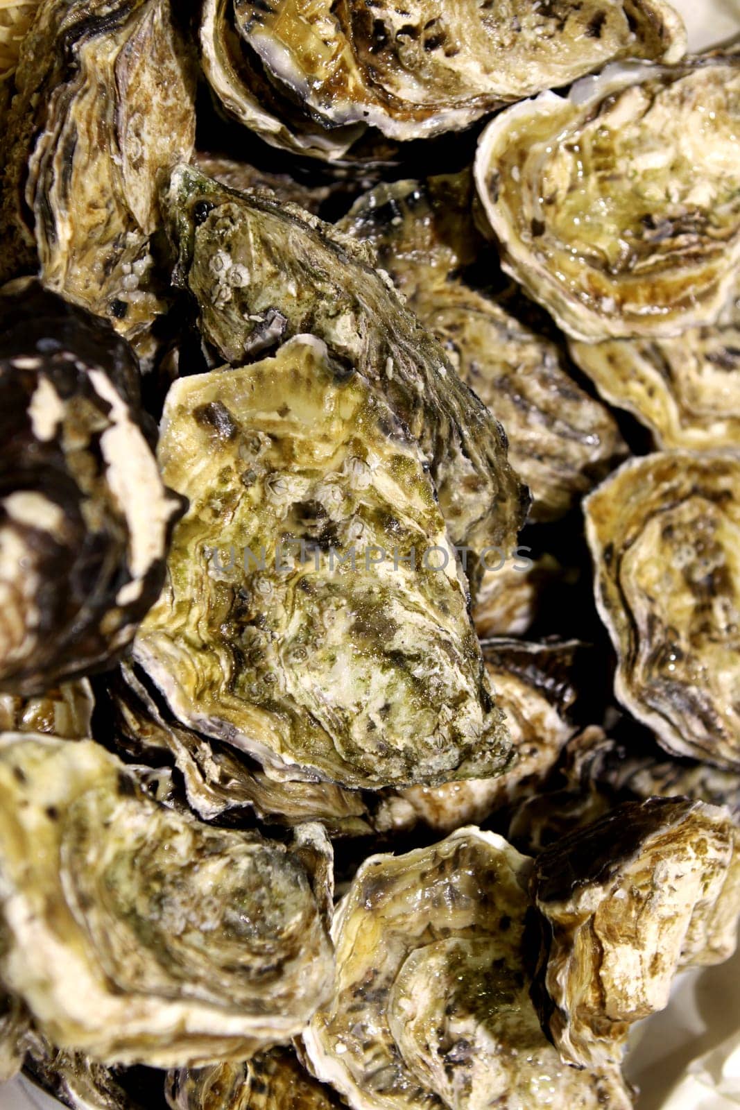 Fresh oysters in La Rochelle. France