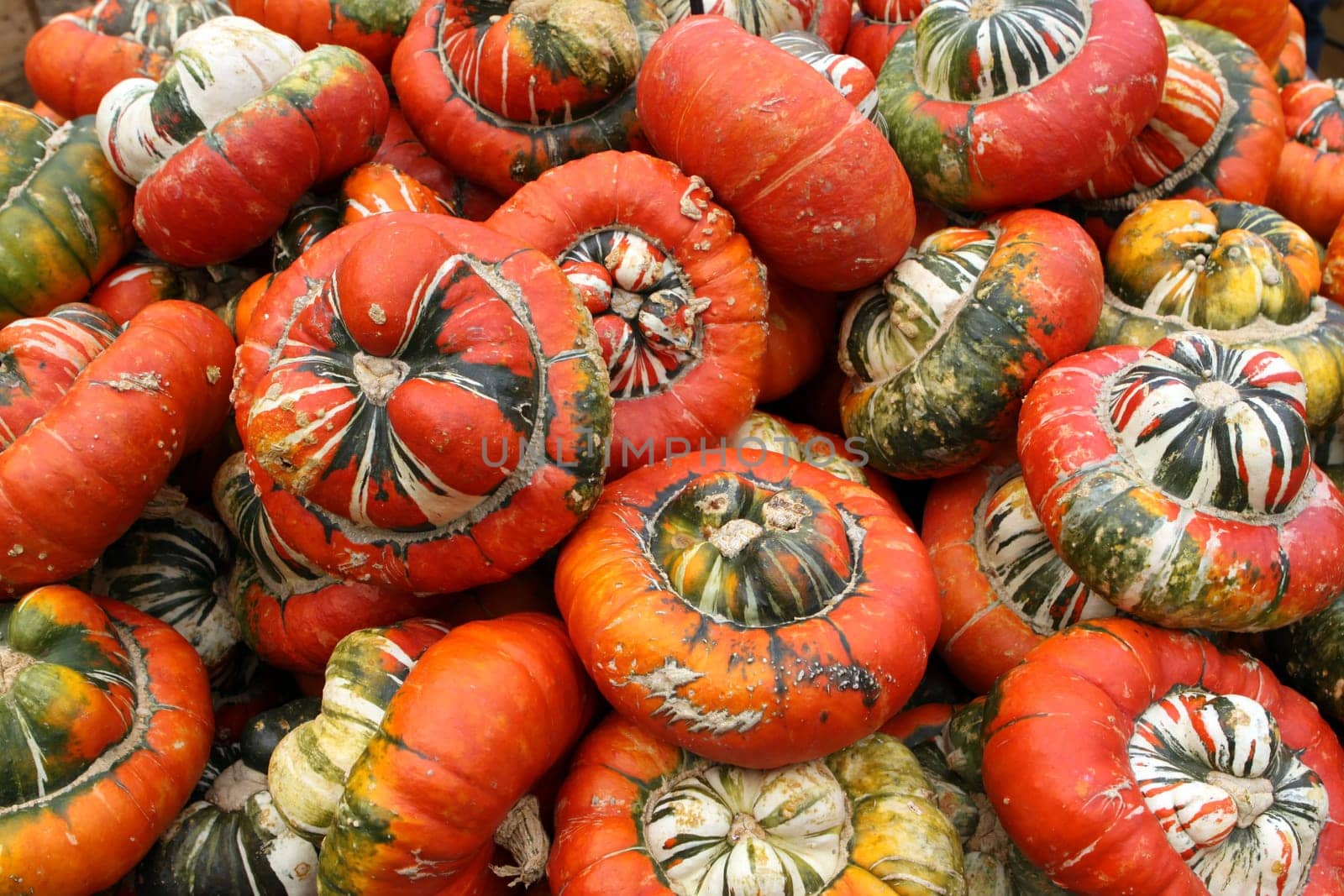 Bishop's Hat or Turk's Turban Pumpkins