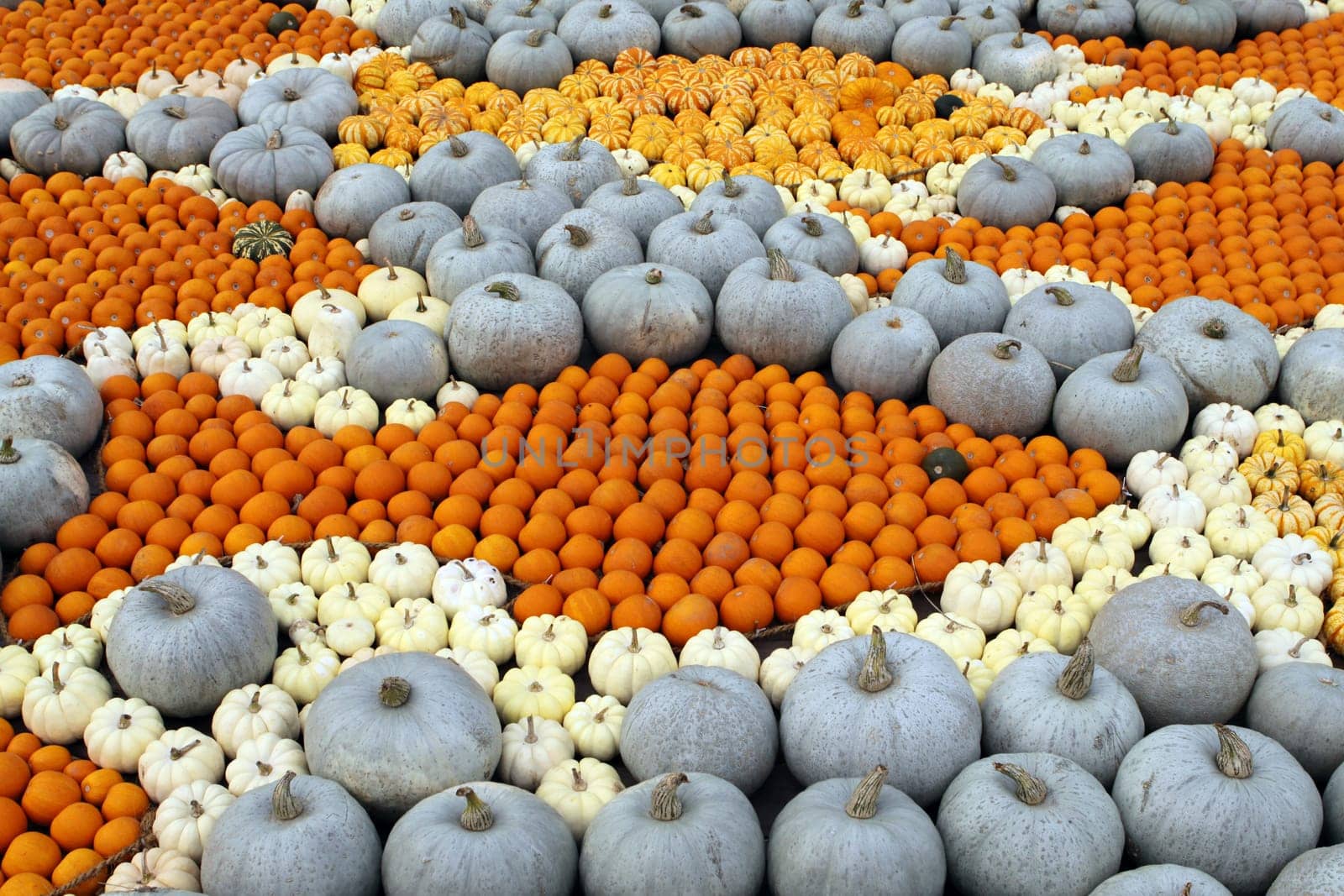 Gourds
