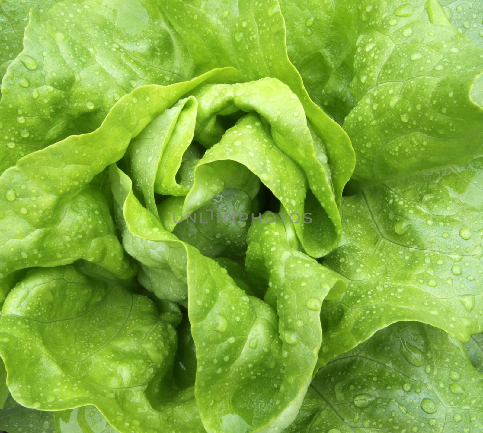 Lettuce