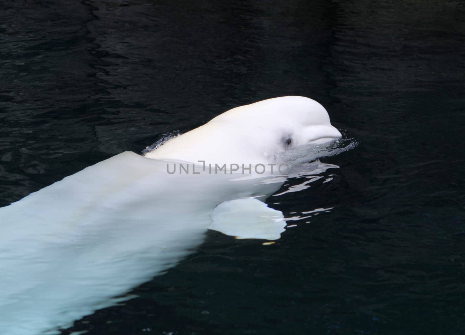 White whale in Canada