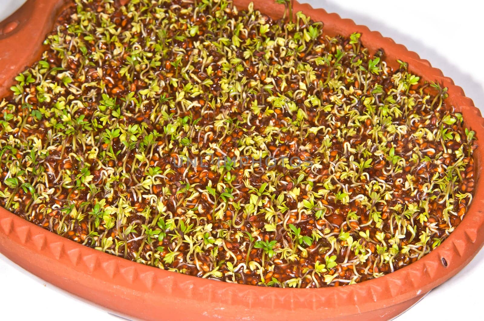 Cress in the germination tray