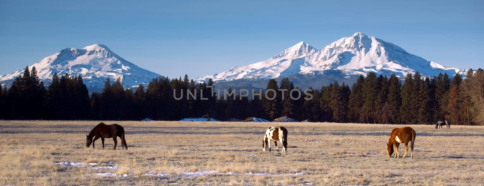 Horse Ranch at the Base of Three Sisters Mountains Oregon