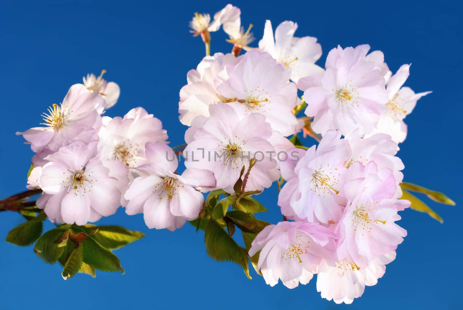 Blossoms of Japanese cherry on branch,with deep blue sky in background
