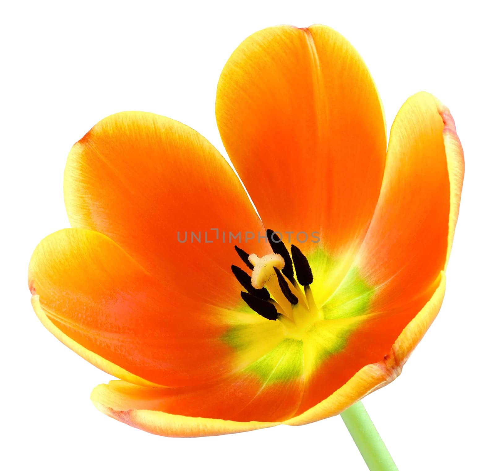 Close-up of a fully bloomed orange tulip on a white background