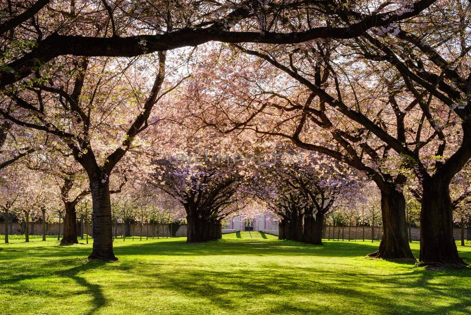 Park with blossoming cherry trees and lawn in the warm evening sun