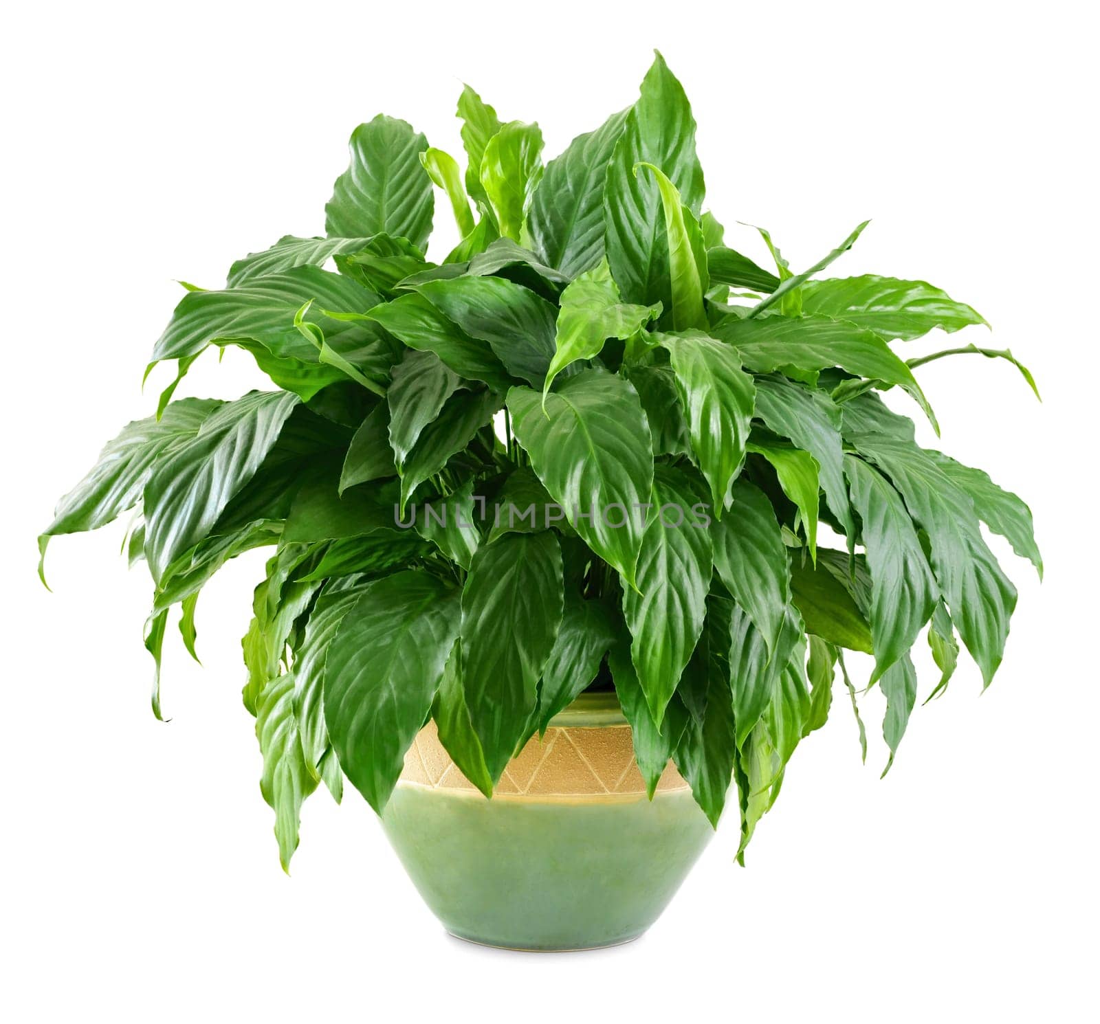 Dense houseplant with glossy leaves in a ceramic pot