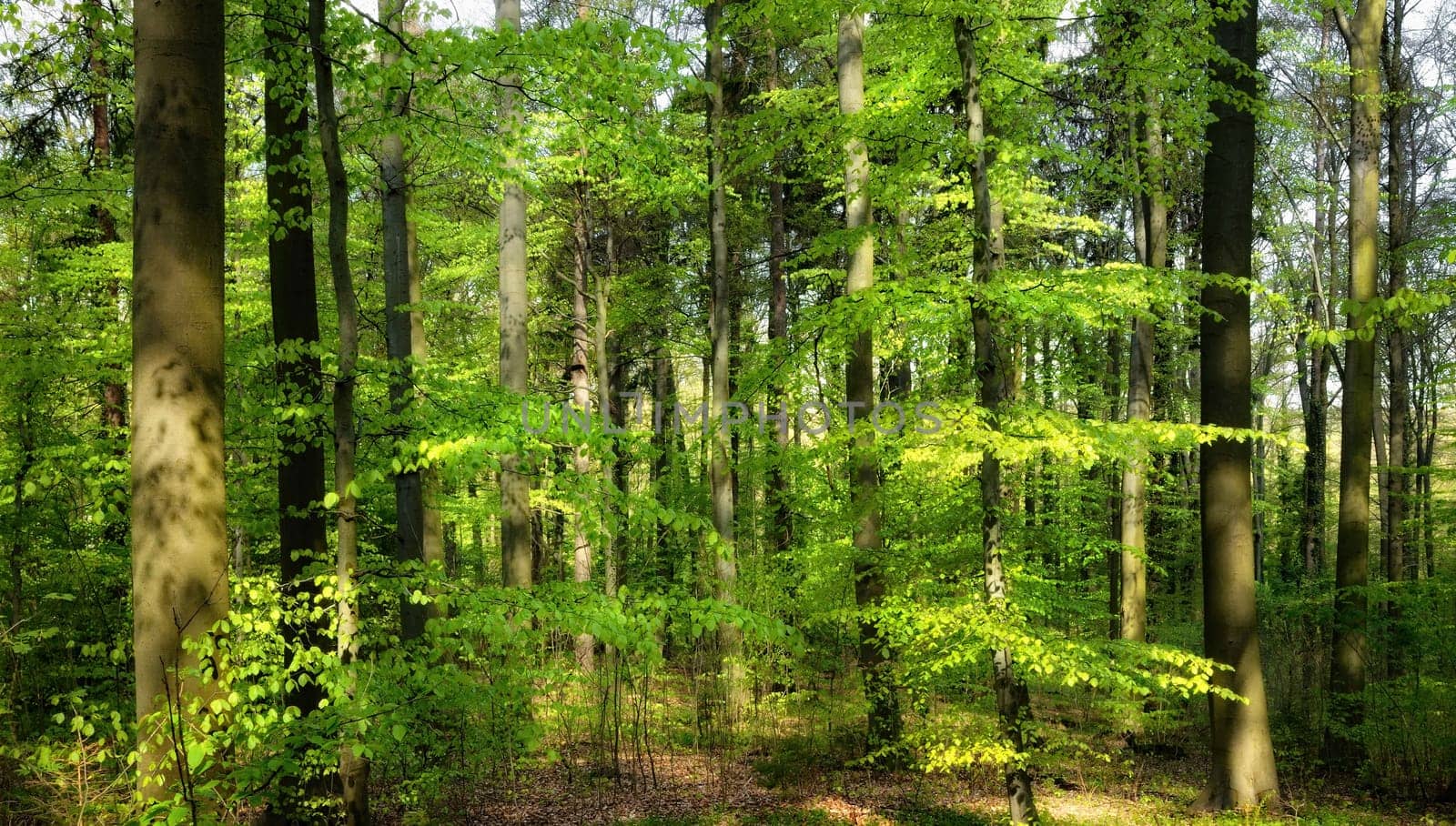 The pleasant spring sun makes the fresh leaves in the beech forest shine
