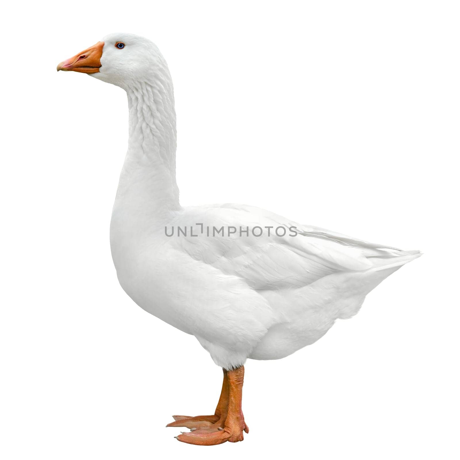 White domestic goose,full body shot isolated on white background