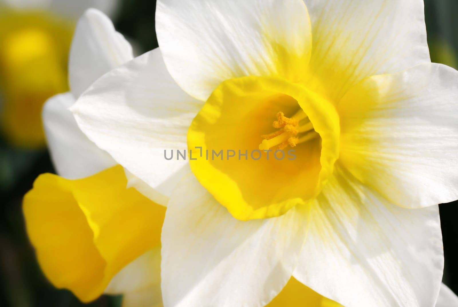 Close-up of yellow and white daffodils in sunlight