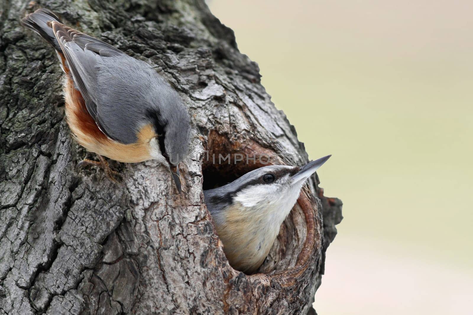 Sittidae - The Nuthatch