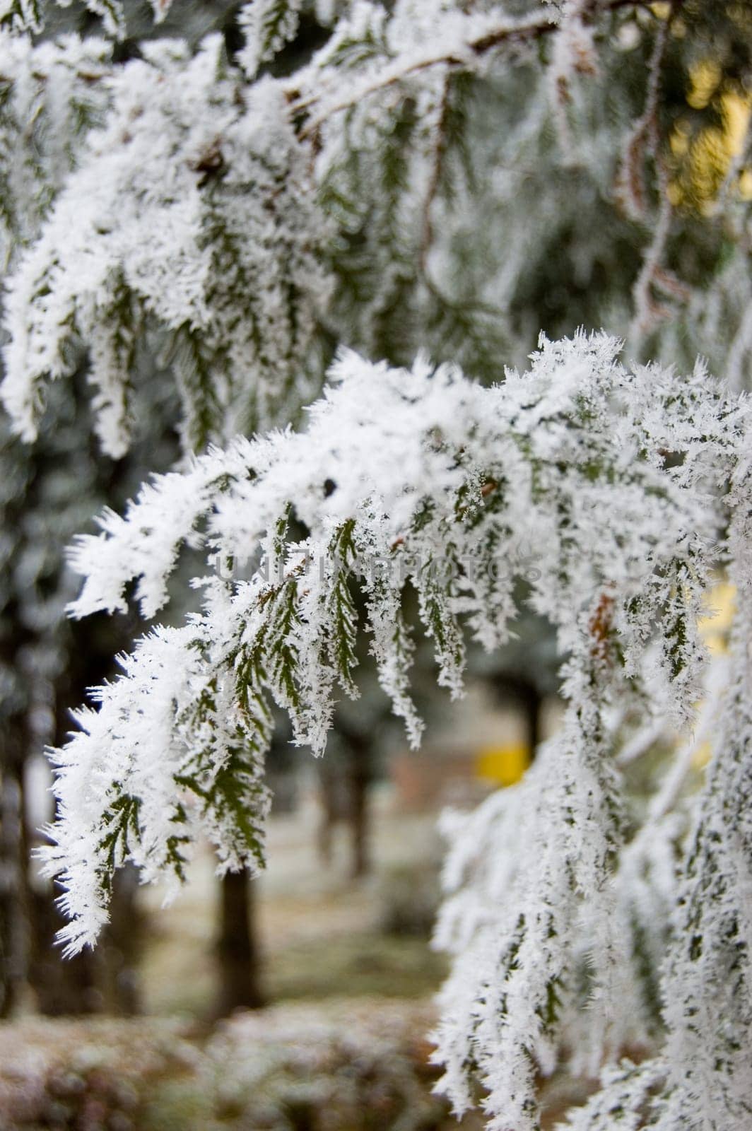 Frosty tree branch