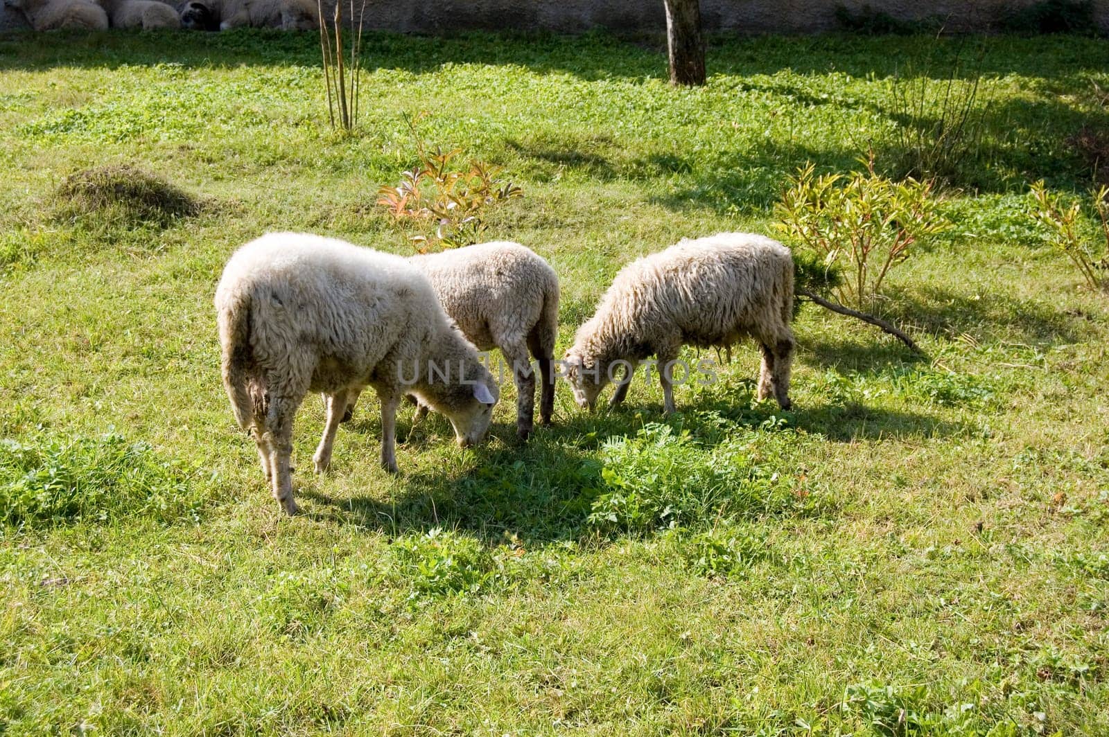 Sheep grazing