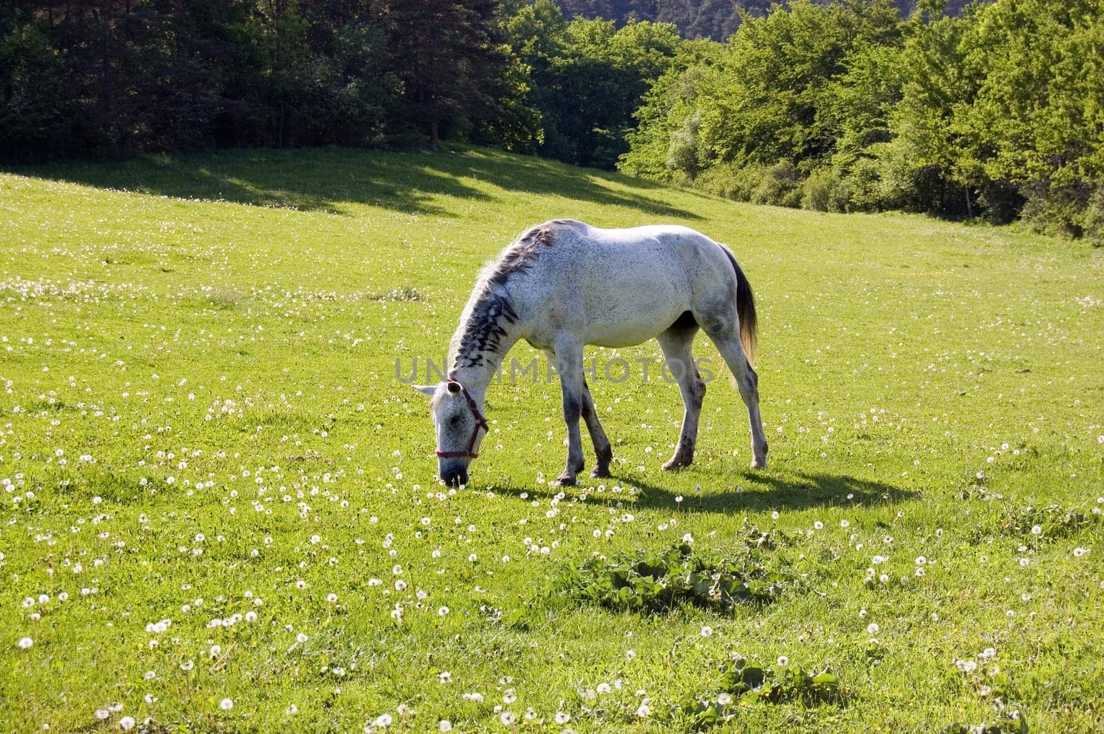 Horse on field