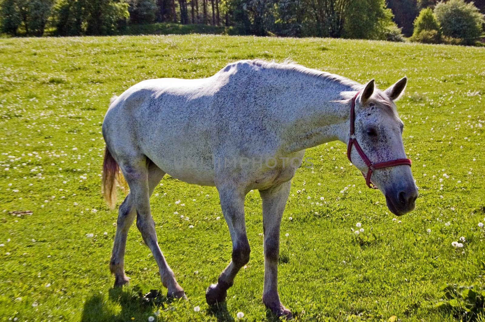 Horse on field