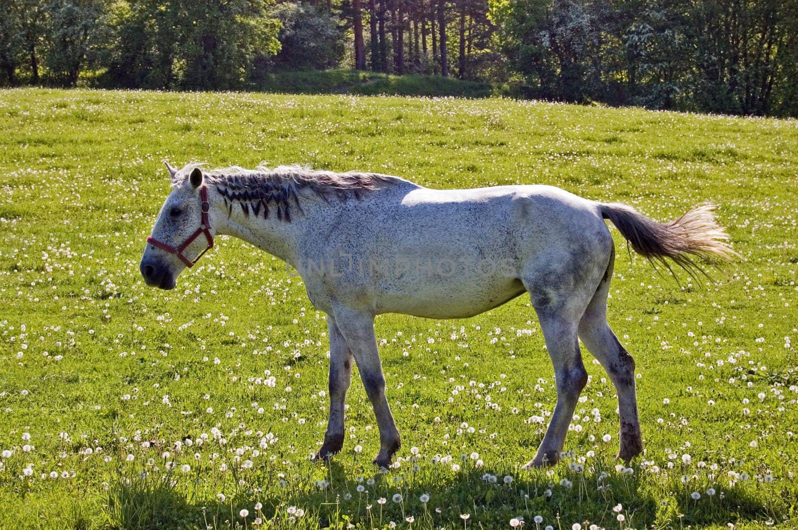 Horse on field