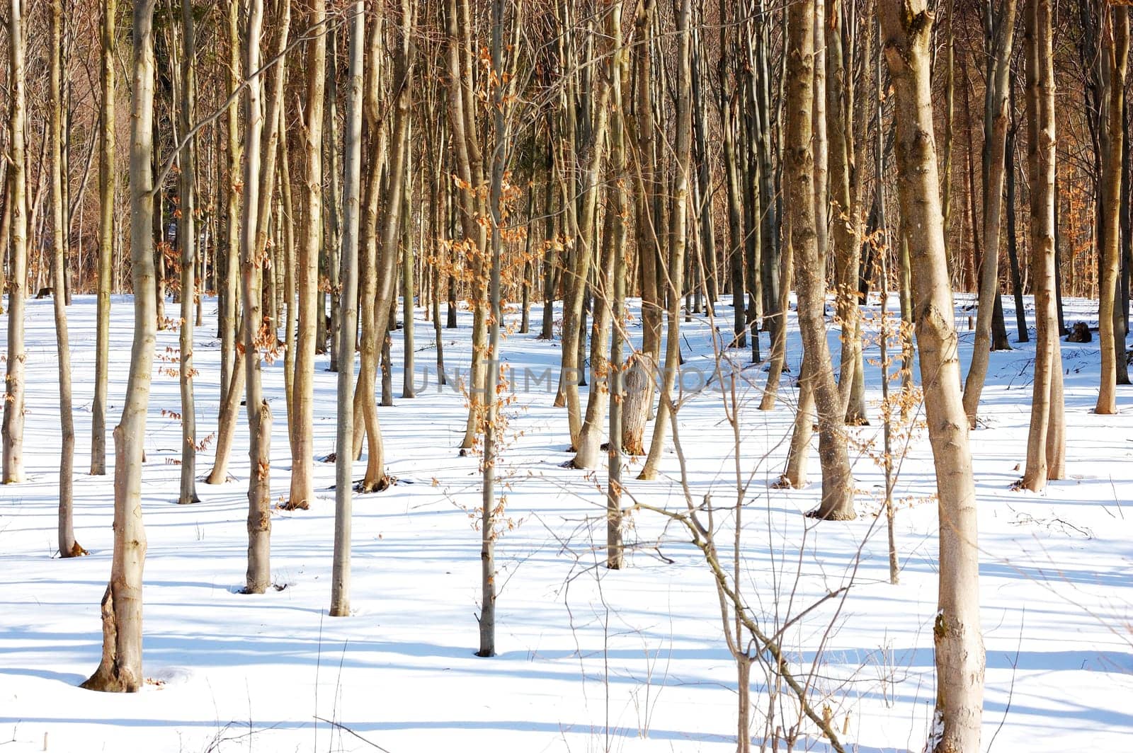 Forest in winter