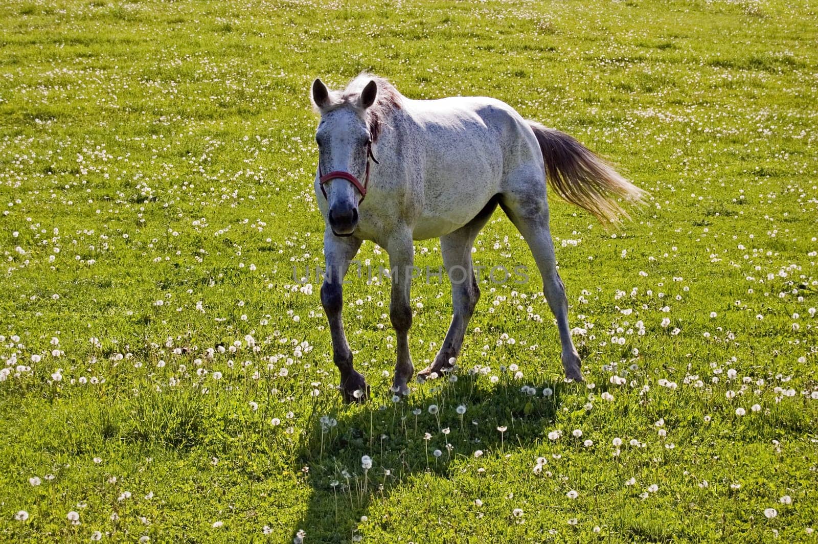 Horse on field