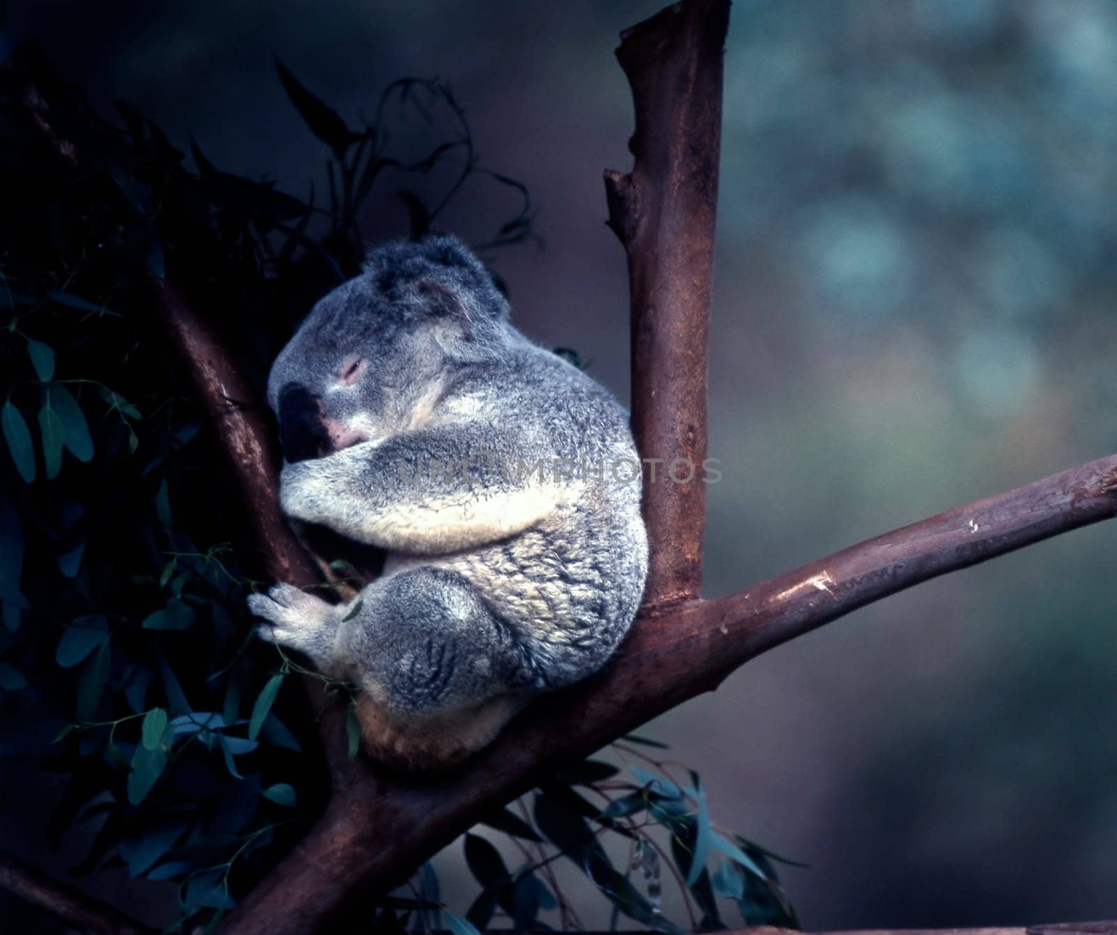 Koala resting