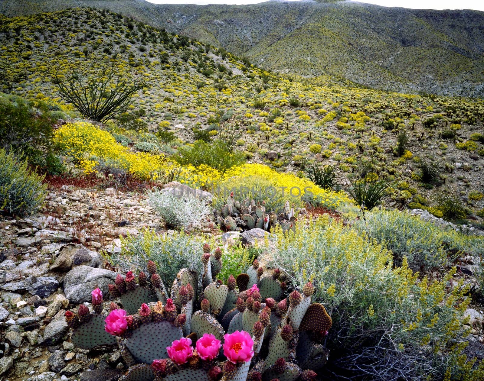Blooming Desert, Anza-Borego, California