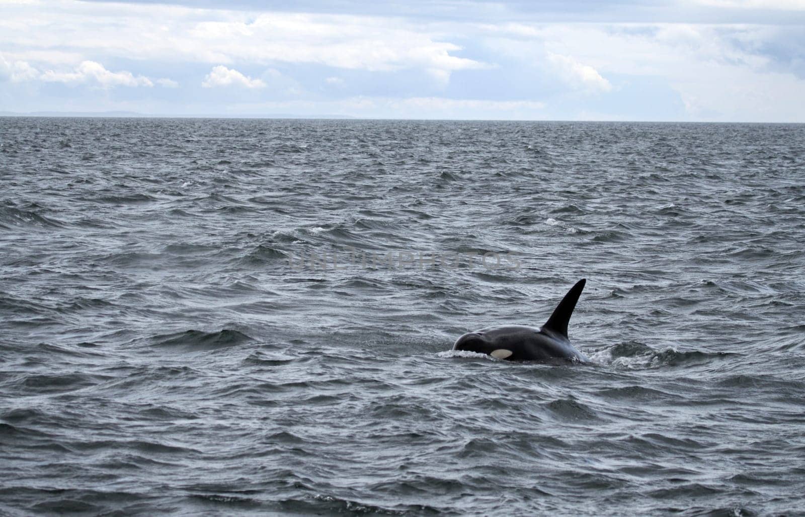 Killer whale in the Pacific. Canada