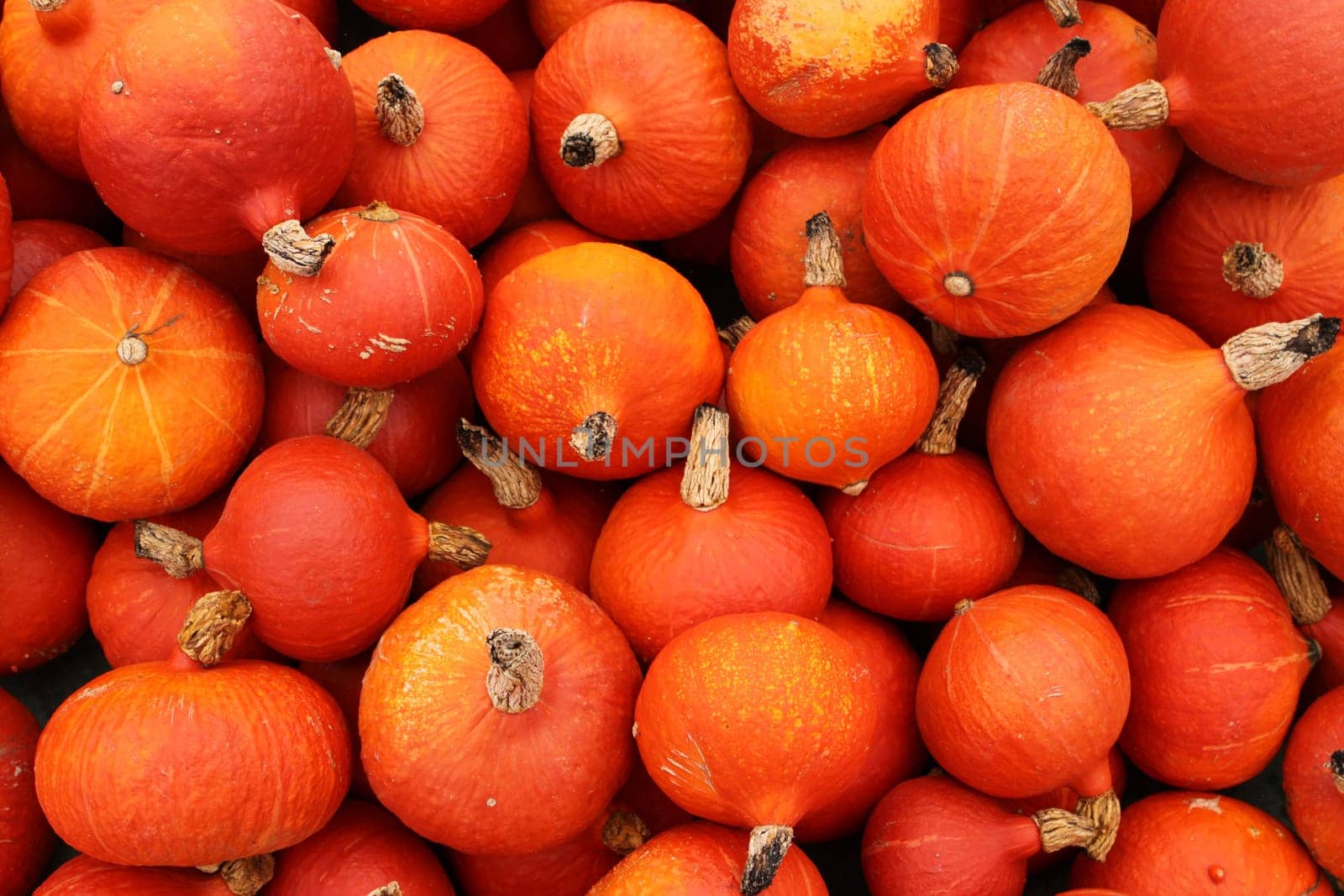 Hokkaido Pumpkins