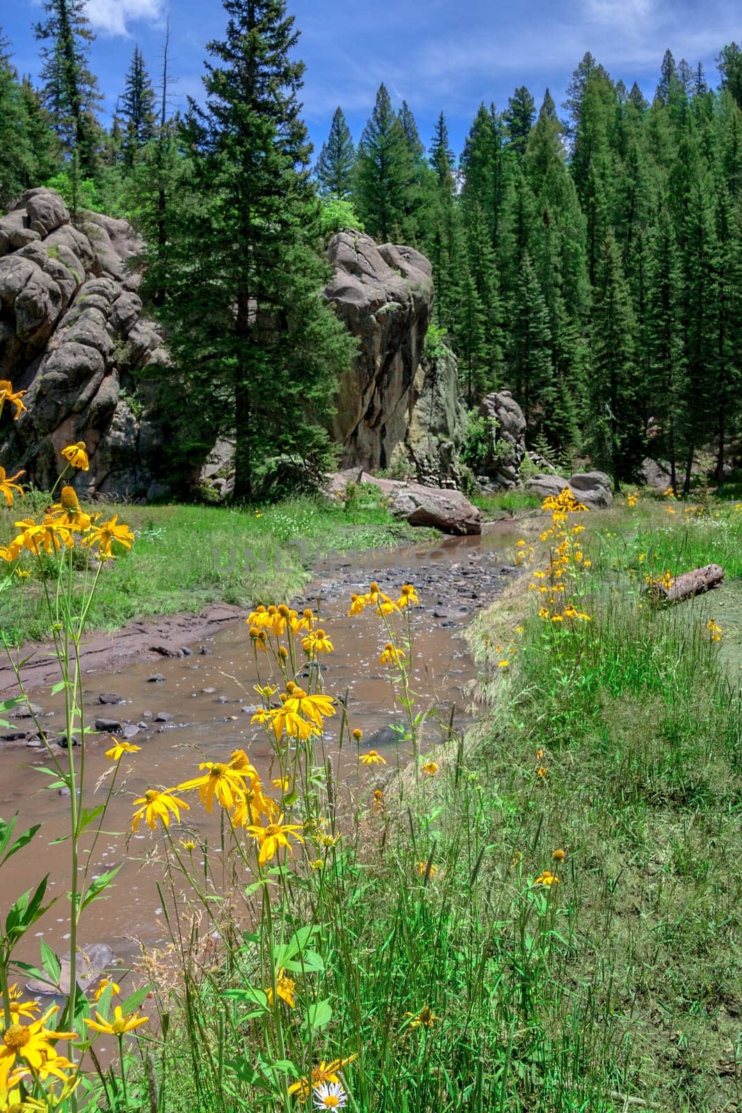 Cutleaf coneflowers in front of a river flowing through alpine landscape