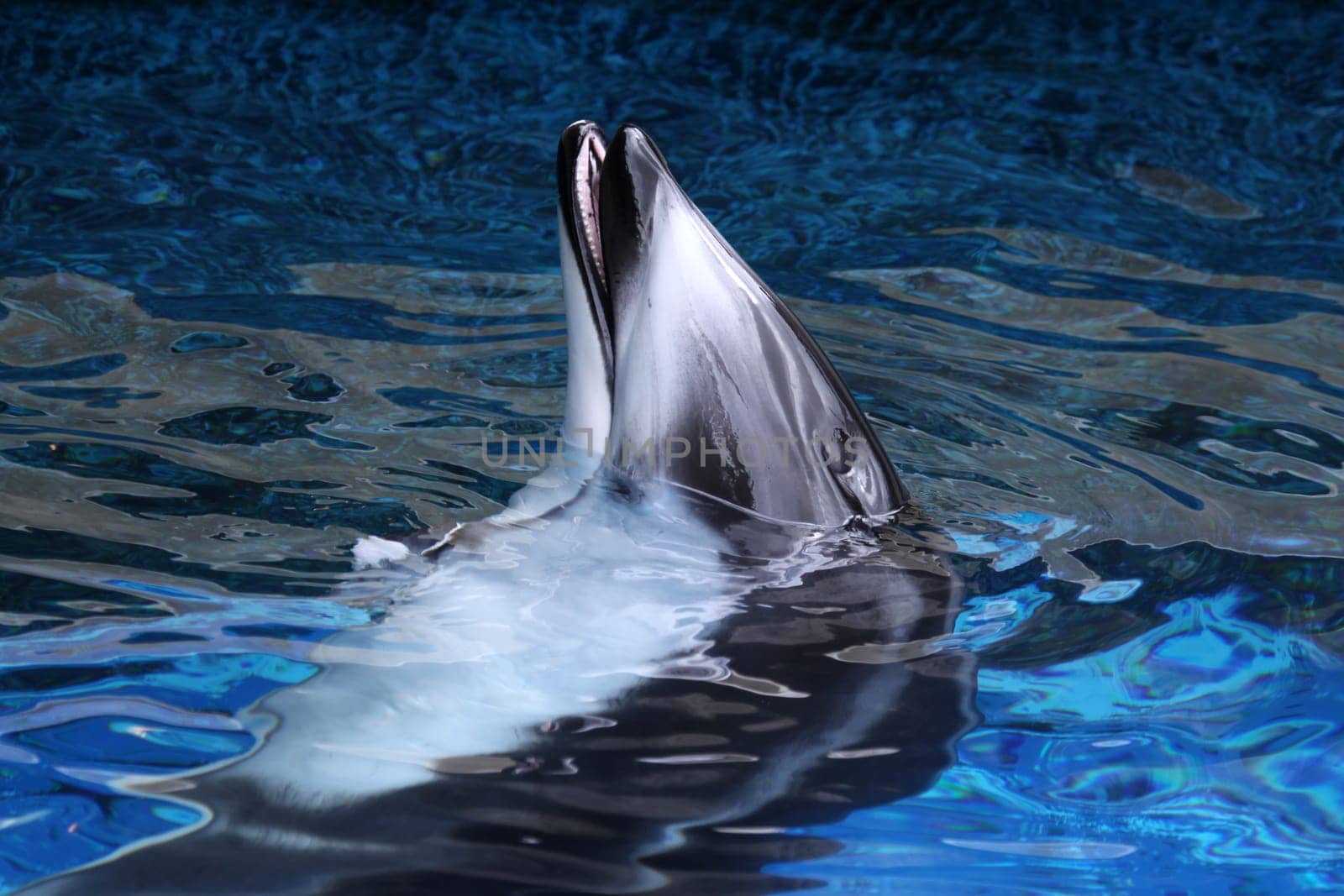 White-striped dolphin
