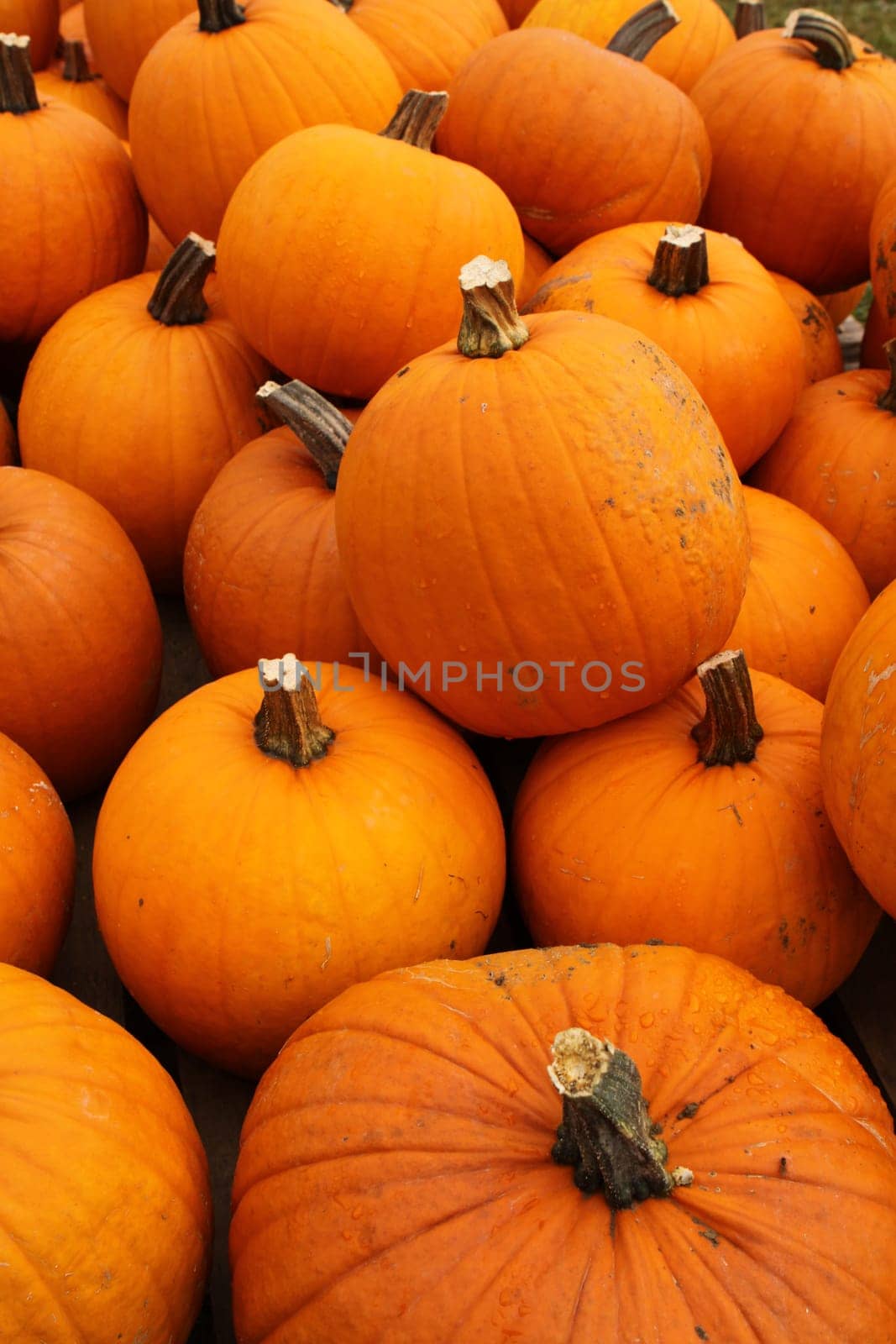 Halloween Pumpkins