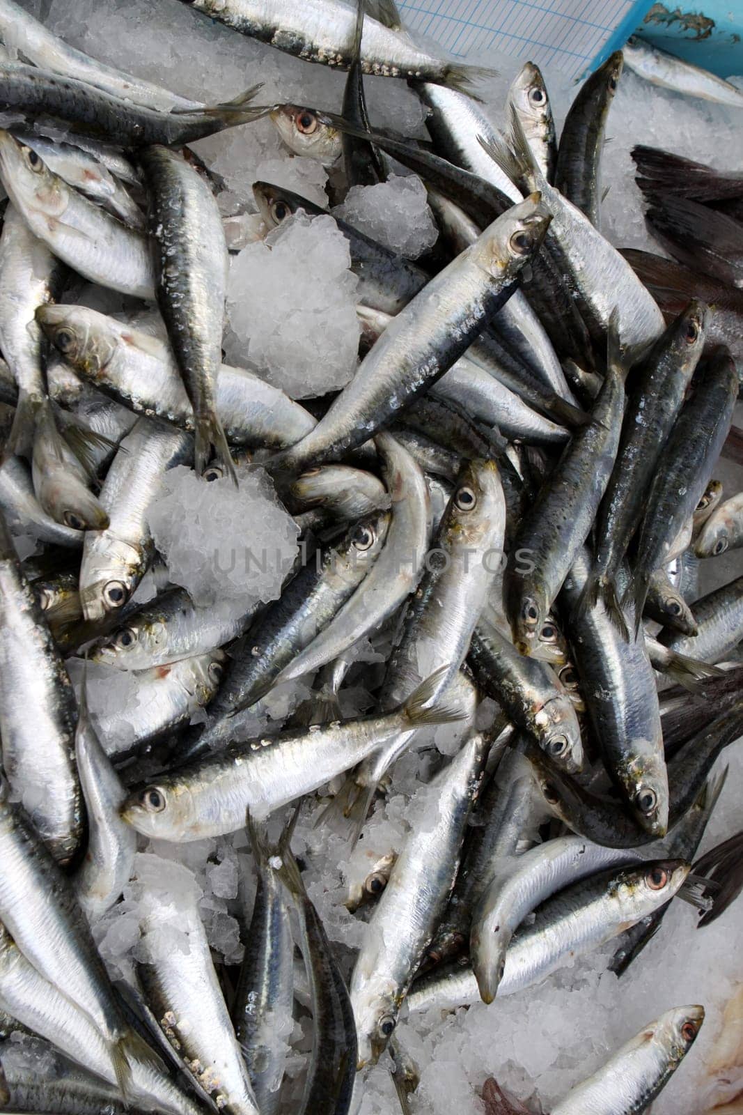 Fish market in La Rochelle