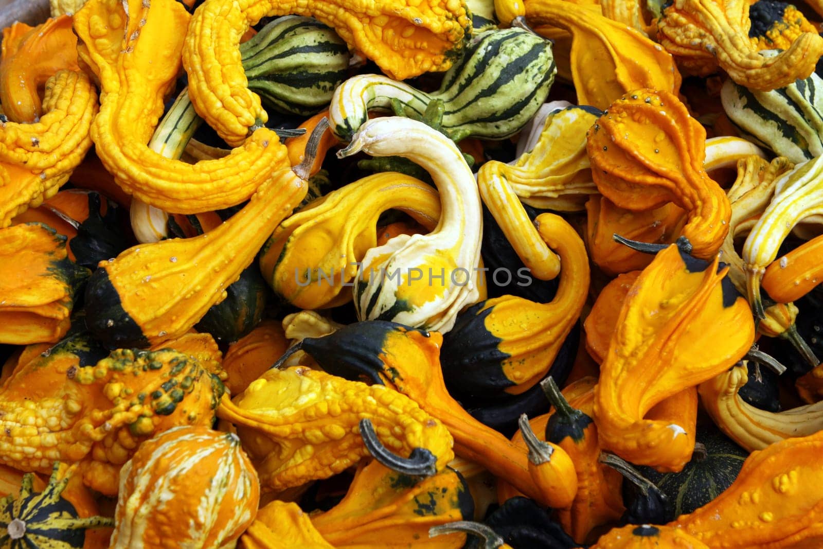 Gourds
