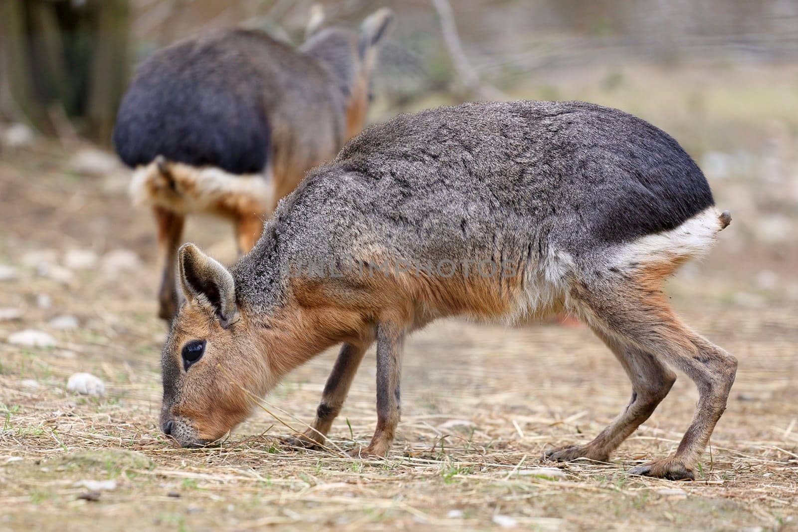 Details of a pantagonian mara in captivity.