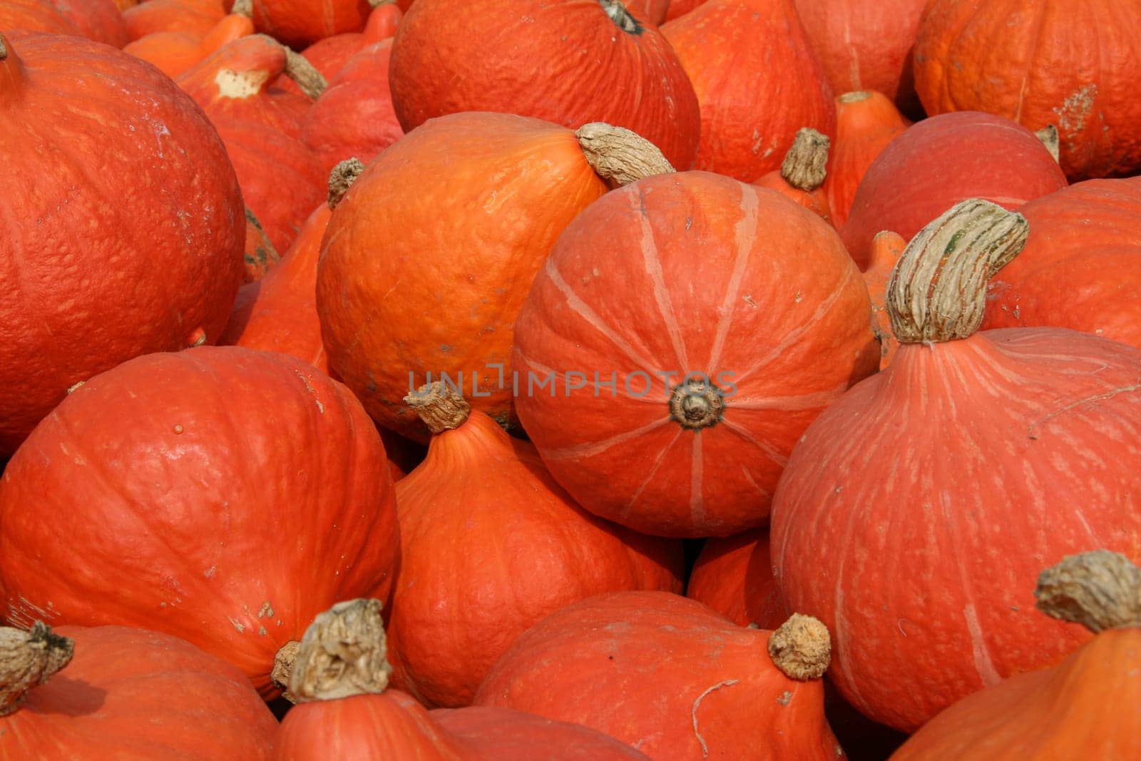 Hokkaido Pumpkins