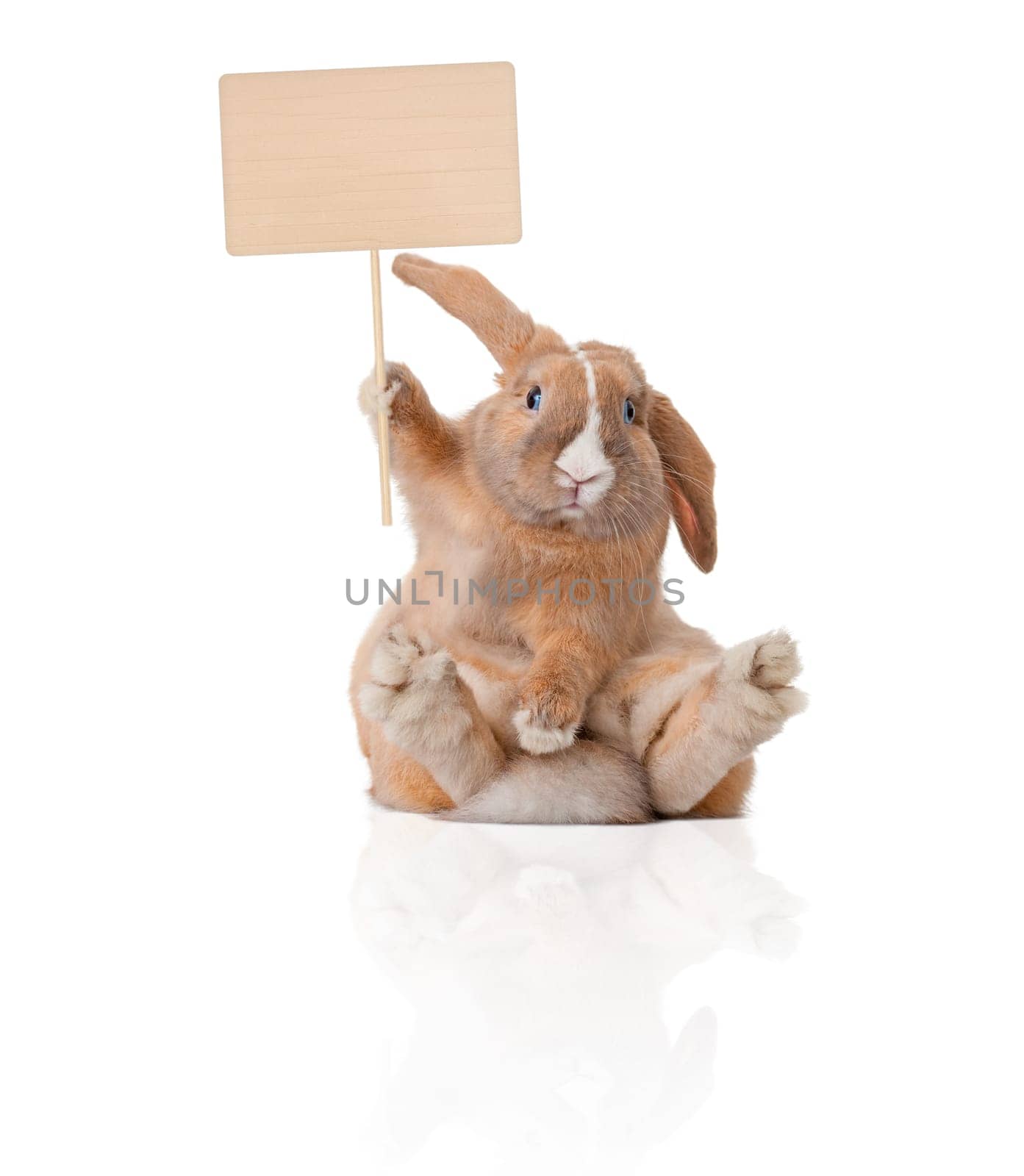 Cute and beautiful rabbit sitting. Sign in his paw over his head. Isolated on white background, reflection, a lot of copy space.