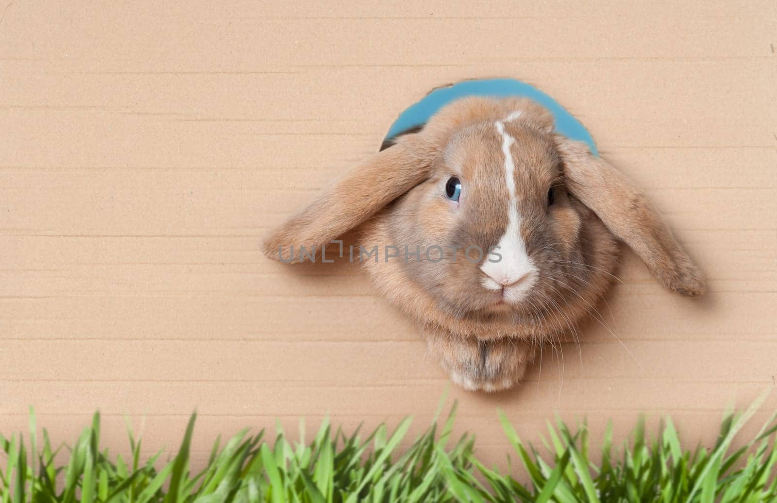 Cute and beautiful rabbit peeking out of the hole in cardboard. Green grass in foreground. Lots of copy space.