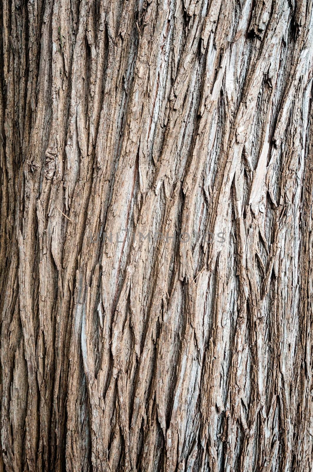 Grungy photo of tree bark background. Great amount of texture and detail.