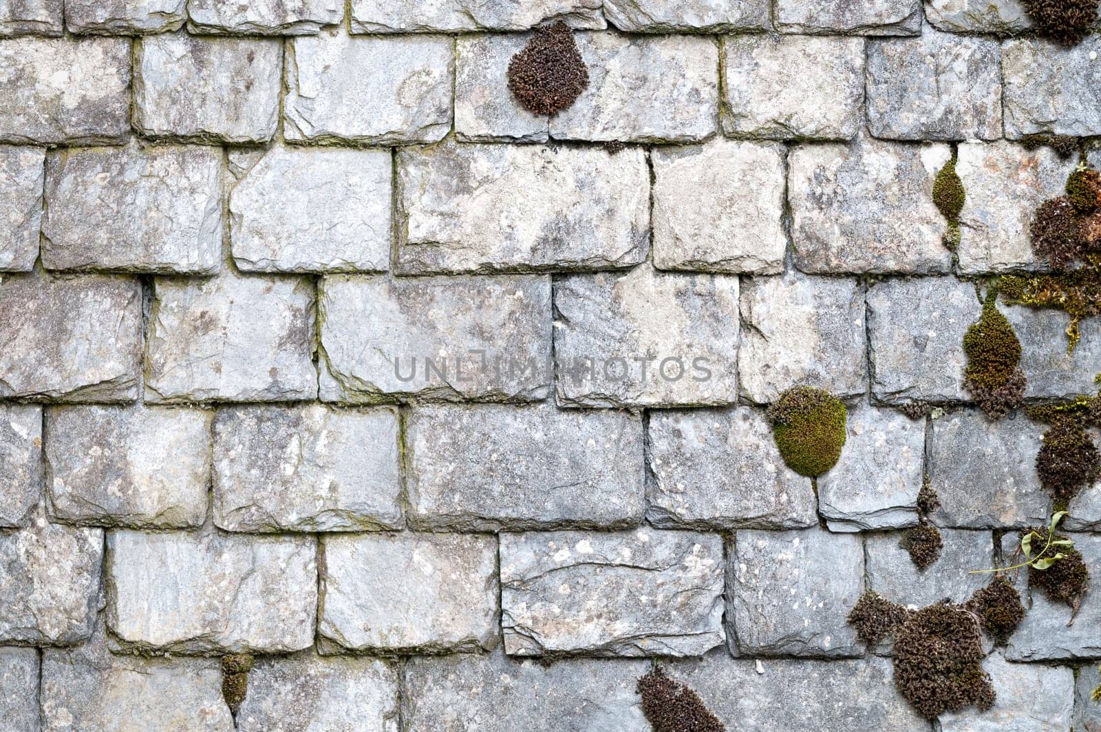 ancient brick wall of white stone covered by moss