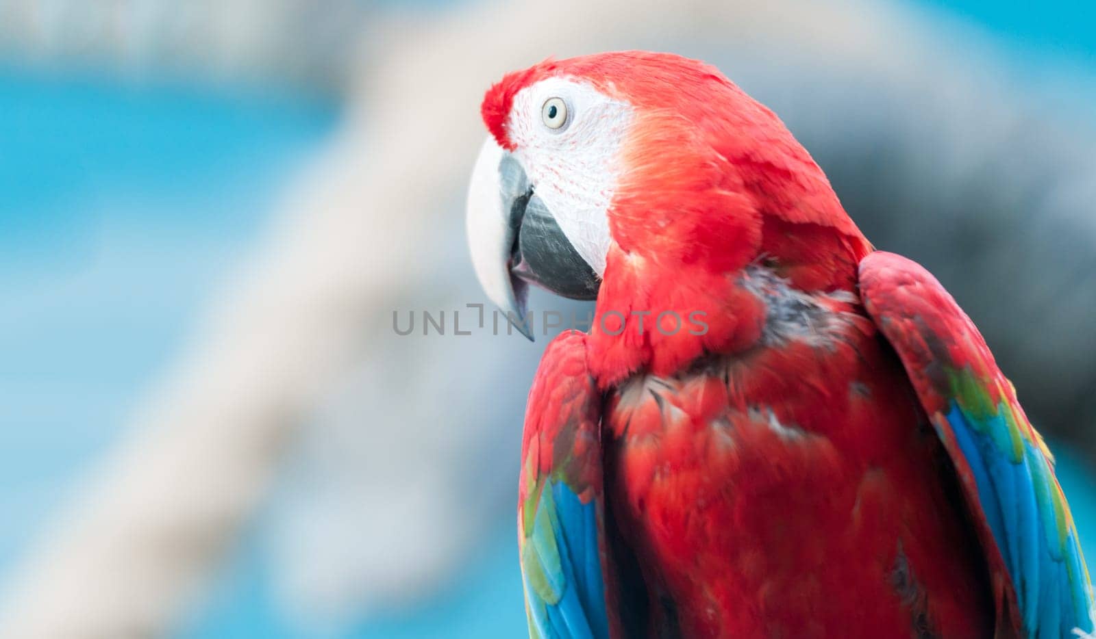 Beautiful and colorful parrot. White and blue background. Space for copy.