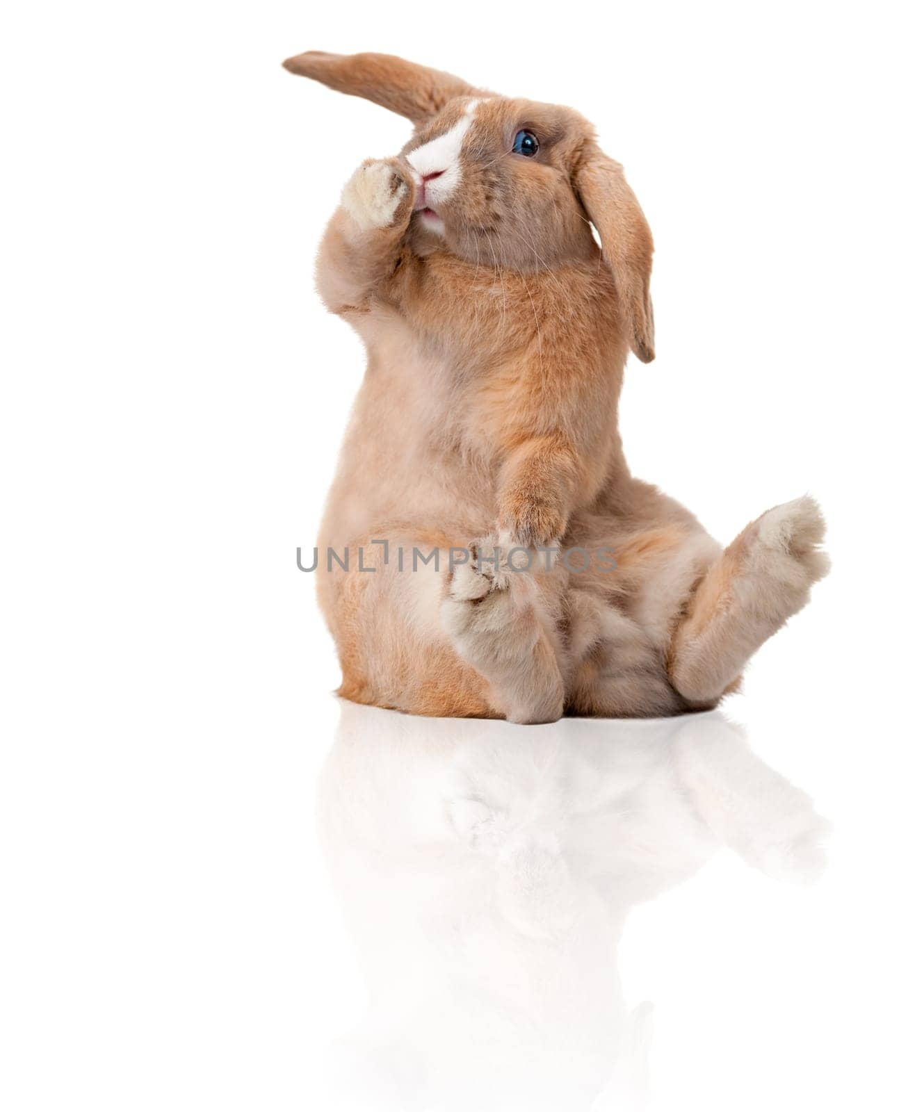 Cute and beautiful rabbit sitting. Isolated on white background, reflection, a lot of copy space. Surprised or shocked, paw at his mouth.