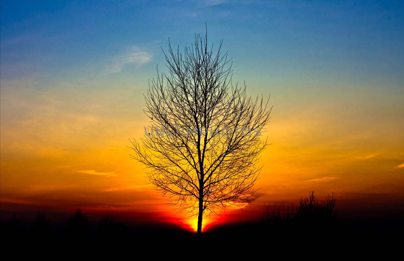 photo of the lonely winter tree at sunset