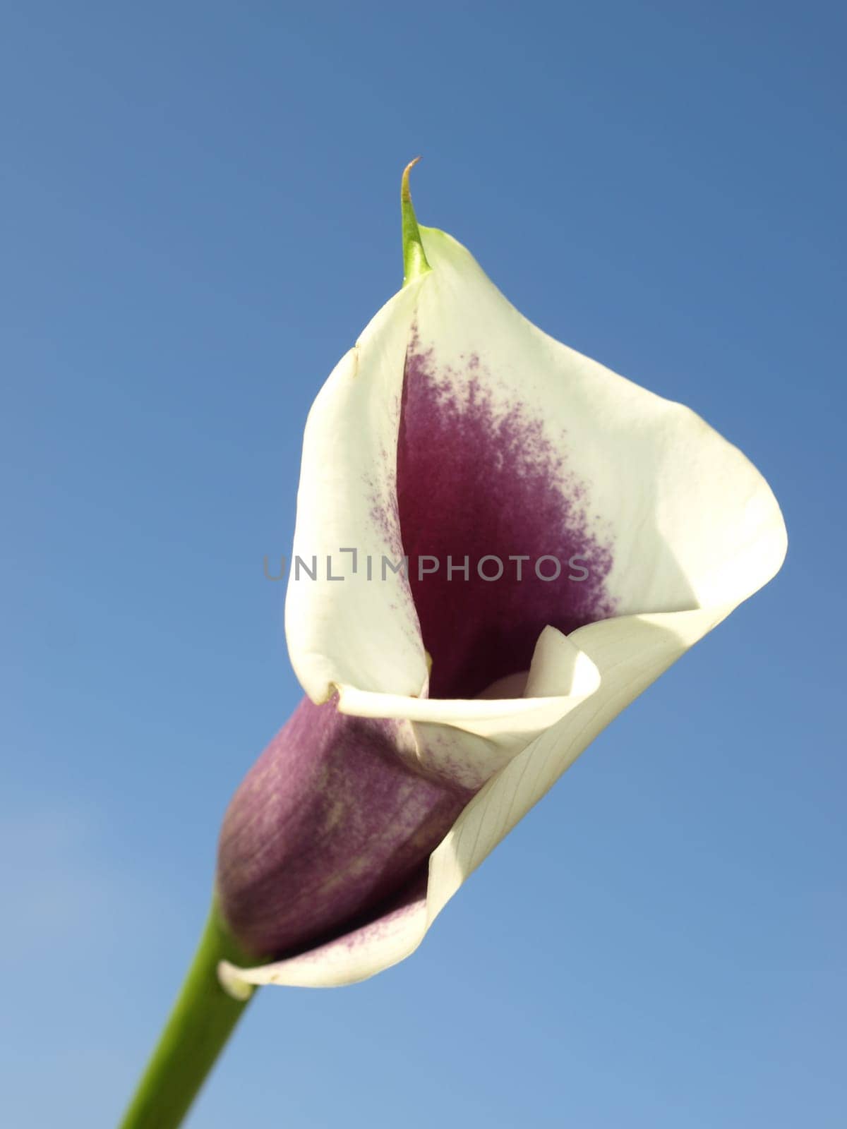 Calla