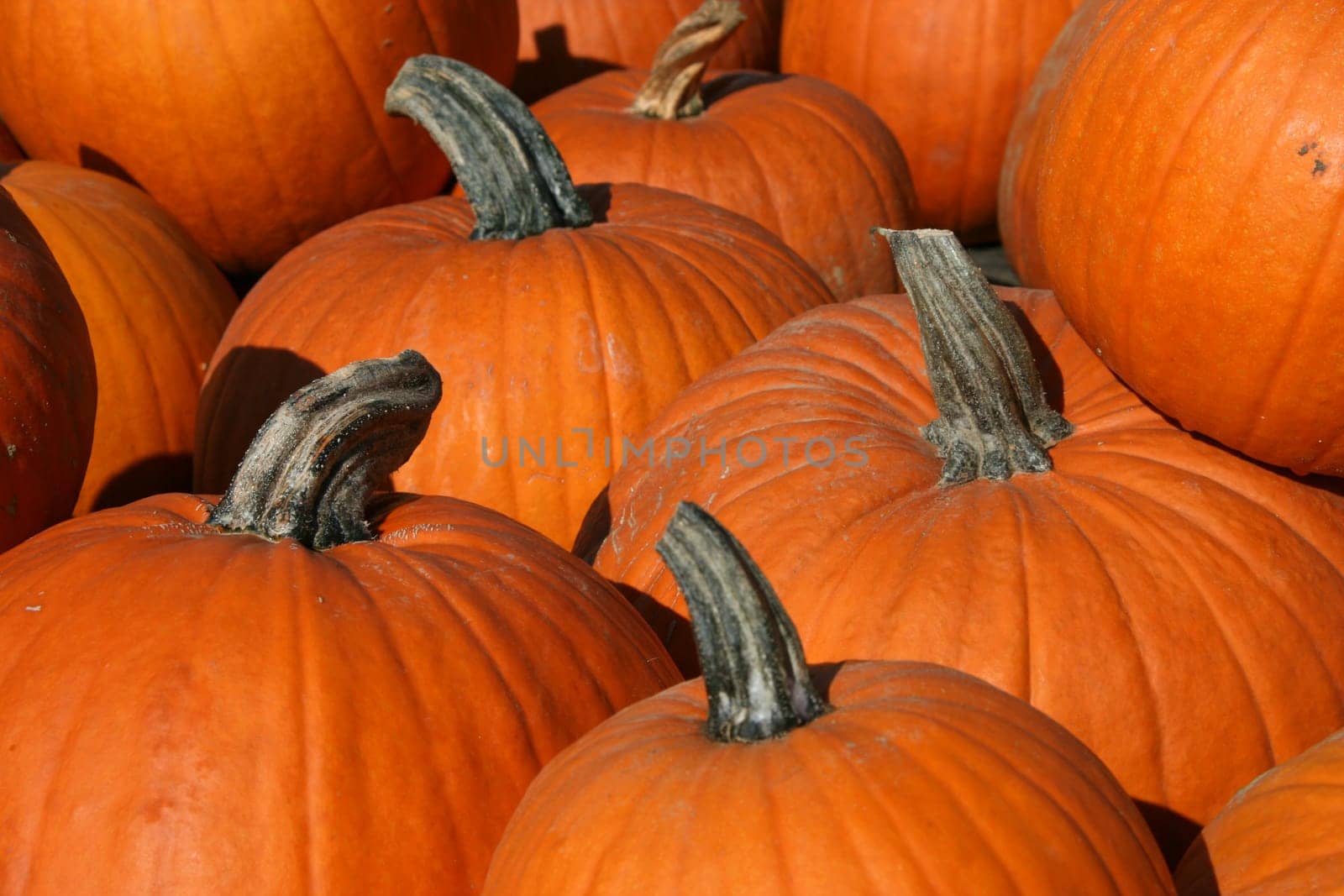 Halloween Pumpkins